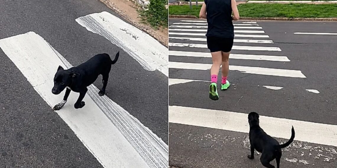 Vira-latinha segue casal durante treino de 7km e muda a própria história