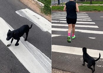 Vira-latinha segue casal durante treino de 7km e muda a própria história