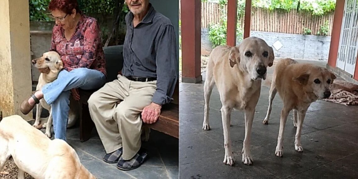 Após perderem os tutores, mãe e filha caninas esperam por uma nova família
