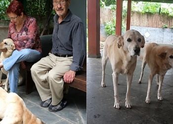 Após perderem os tutores, mãe e filha caninas esperam por uma nova família