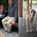 Após perderem os tutores, mãe e filha caninas esperam por uma nova família