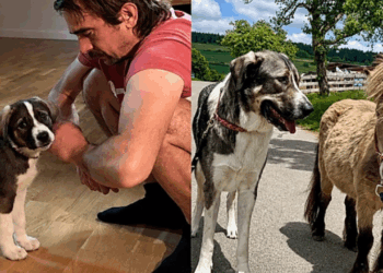 Era para ser um labrador, mas cachorro cresce tanto que é comparado a um pônei