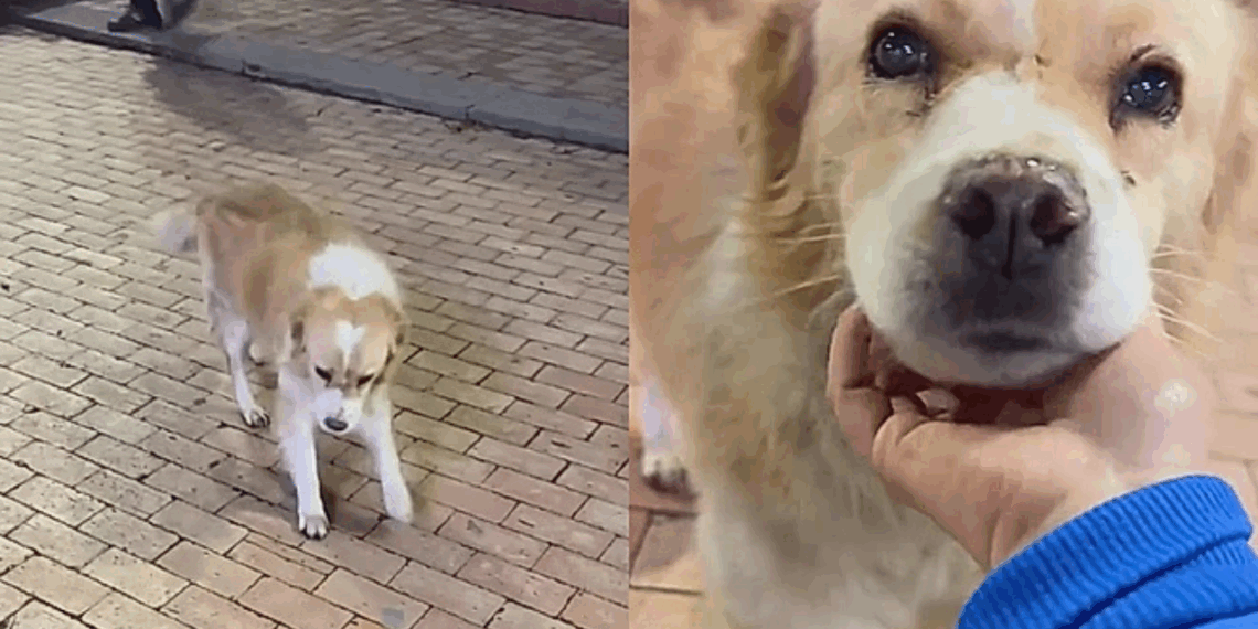 Cachorro abandonado reage de forma inesperada ao perceber que ganharia um lar