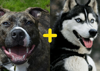 Mistura de pitbull com husky viraliza e aparência de cão impressiona milhões