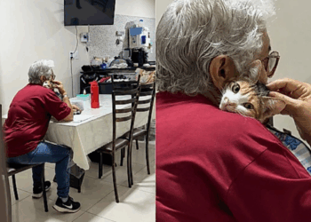 Mãe não gostava de gatos até adotar felina que virou “xodó” da família