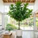 Como cuidar do ficus lyrata para que ele não perca as folhas de baixo e permaneça alto e elegante o ano todo