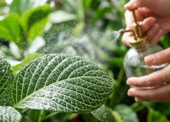 A planta-mosaico que não precisa de vasos grandes e tem impressionado as visitas ao exibir veias coloridas intensas nas folhas que parecem ter sido pintadas à mão