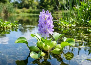 A flor aquática ideal para pequenos lagos: purificam a água e garantem uma floração espetacular sob o sol pleno