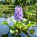 A flor aquática ideal para pequenos lagos: purificam a água e garantem uma floração espetacular sob o sol pleno