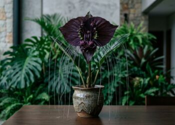 A flor-morcego exótica que não precisa de sol da tarde e tem impressionado as visitas ao abrir flores escuras gigantes com filamentos que parecem grandes bigodes