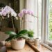 Por que as flores da orquídea phalaenopsis murcham rápido e como salvar a haste: mude a posição do vaso em relação ao sol