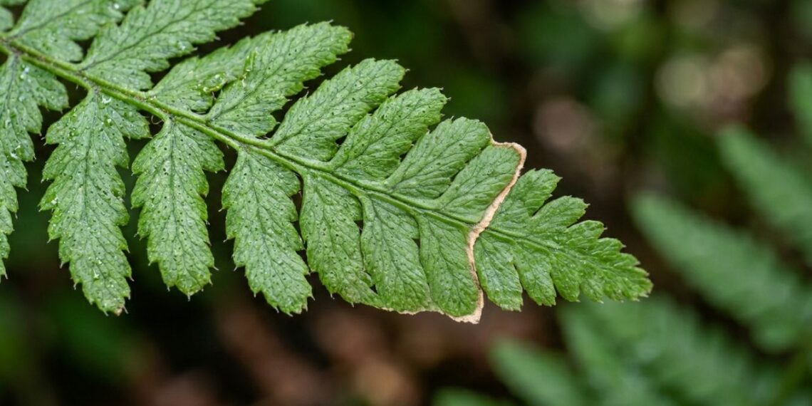 Por que as pontas das folhas das samambaias secam e como salvar a planta rapidamente: mude esse hábito de rega