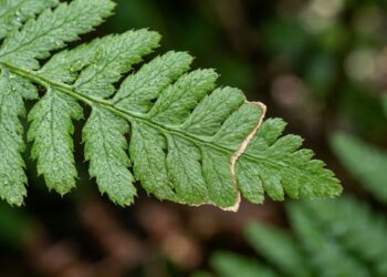 Por que as pontas das folhas das samambaias secam e como salvar a planta rapidamente: mude esse hábito de rega
