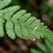 Por que as pontas das folhas das samambaias secam e como salvar a planta rapidamente: mude esse hábito de rega