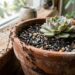 Como afastar formigas pequenas dos vasos internos em menos de um minuto: truque caseiro eficaz inserindo cravos-da-índia inteiros espetados superficialmente na terra úmida