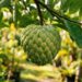 A fruta de polpa cremosa que marcou a infância dos nossos pais e pode ser cultivada em pequenos pomares caseiros