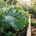 A couve é resistente a quase tudo, mas é melhor não plantá-la perto desta planta: onde plantá-la na horta e como usá-la