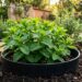 A hortelã cresce como fermento: ao plantá-la no canteiro, coloque-a dentro de um pote sem fundo enterrado para evitar que suas raízes sufoquem as outras ervas