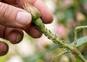 Como afastar pulgões das roseiras em menos de um minuto: truque caseiro eficaz borrifando uma mistura de água e algumas gotas de detergente neutro