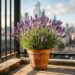 Como cuidar da lavanda na sacada para que ela floresça com mais frequência e perfume o apartamento o ano todo