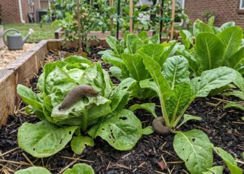 As 5 plantas resistentes que afastam lesmas dos canteiros úmidos e ainda decoram a horta de forma natural