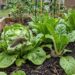 As 5 plantas resistentes que afastam lesmas dos canteiros úmidos e ainda decoram a horta de forma natural