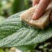 A mistura caseira de água com bicarbonato de sódio que limpa as folhas e ajuda as plantas a respirarem melhor