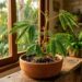 A planta sensitiva que não precisa de espinhos para se defender e tem impressionado as visitas ao fechar todas as folhas rapidamente quando é tocada