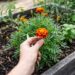 As 3 flores comestíveis que afastam nematóides do solo e ainda decoram suas saladas com elegância