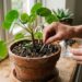 Enterrar palitos de fósforo usados na terra dos vasos: quais os benefícios do enxofre e para que serve