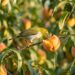 Como afastar pássaros frutívoros do pomar recém-brotado em menos de um minuto: truque caseiro eficaz amarrando tiras de papel alumínio que piscam com a luz do sol
