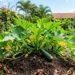 A abobrinha cresce como fermento: ao plantá-la no buraco, crie um pequeno monte de terra elevado para evitar que a água da mangueira apodreça o colo da planta
