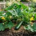 A abobrinha precisa de espaço, mas é melhor não plantá-la perto deste tubérculo: onde plantá-la no chão e como evitar mofo