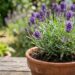 As 4 plantas que afastam pernilongos do quarto e ainda decoram o ambiente com elegância