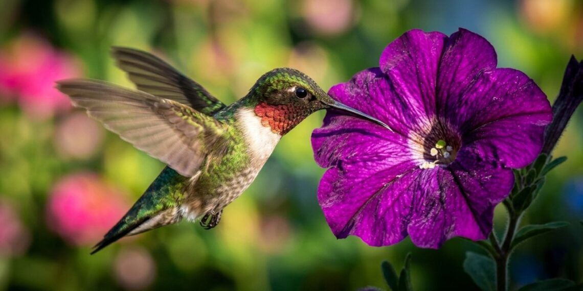 A flor ideal para plantar na primavera: parecem pequenas trombetas e garantem uma floração espetacular atraindo beija-flores