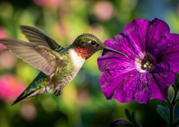 A flor ideal para plantar na primavera: parecem pequenas trombetas e garantem uma floração espetacular atraindo beija-flores
