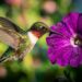 A flor ideal para plantar na primavera: parecem pequenas trombetas e garantem uma floração espetacular atraindo beija-flores