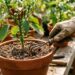 Por que a pimenteira perde todas as folhas de repente e como salvar a planta rapidamente: observe a variação térmica