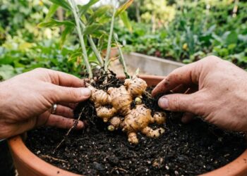 Como plantar gengibre em vasos fundos reaproveitando os pedaços enrugados que muita gente jogaria no lixo