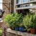 As 4 plantas de cheiro forte que afastam pombos da janela e ainda decoram o peitoril com elegância