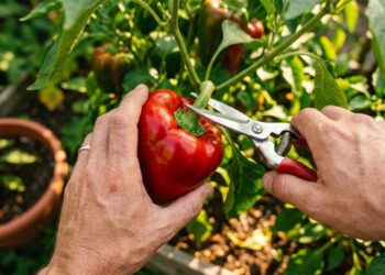 Como podar o pé de pimentão para obter uma colheita contínua removendo sem pena os primeiros botões florais para forçar o desenvolvimento das raízes primeiro