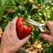 Como podar o pé de pimentão para obter uma colheita contínua removendo sem pena os primeiros botões florais para forçar o desenvolvimento das raízes primeiro