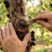 Como podar a jabuticabeira para obter mais frutos limpando a base do tronco principal para a luz do sol bater direto na casca sem barreiras de folhas