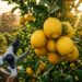 Como podar o limoeiro para obter frutos maiores retirando os galhos retos e verticais que sugam a energia no centro da copa