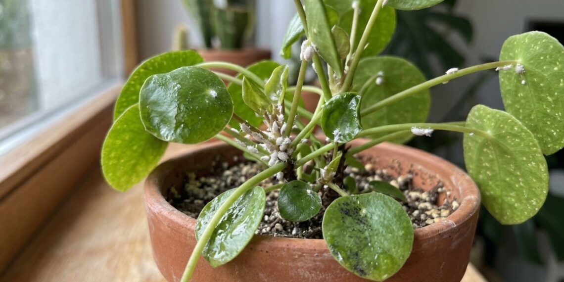 As 5 plantas que afastam pulgões e cochonilhas e ainda decoram a horta com elegância