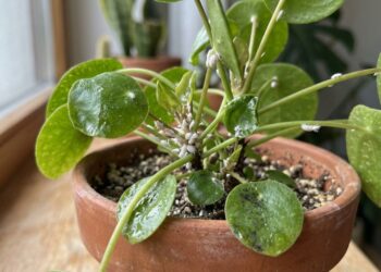 As 5 plantas que afastam pulgões e cochonilhas e ainda decoram a horta com elegância