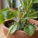 As 5 plantas que afastam pulgões e cochonilhas e ainda decoram a horta com elegância
