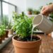 Regar as plantas com a água da lavagem do arroz: quais os benefícios e para que serve no enraizamento