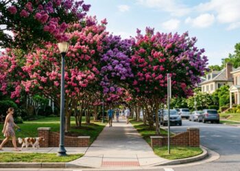 A árvore de pequeno porte ideal para calçadas: não quebram o piso e garantem uma floração espetacular no final do ano