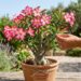 Por que os botões da rosa-do-deserto caem antes de abrir e como salvar a flor rapidamente: aplique esse nutriente simples